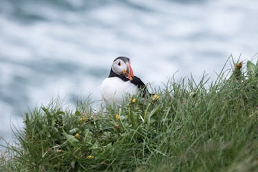 Puffin tour Iceland: Húsavík whale watching and puffins
